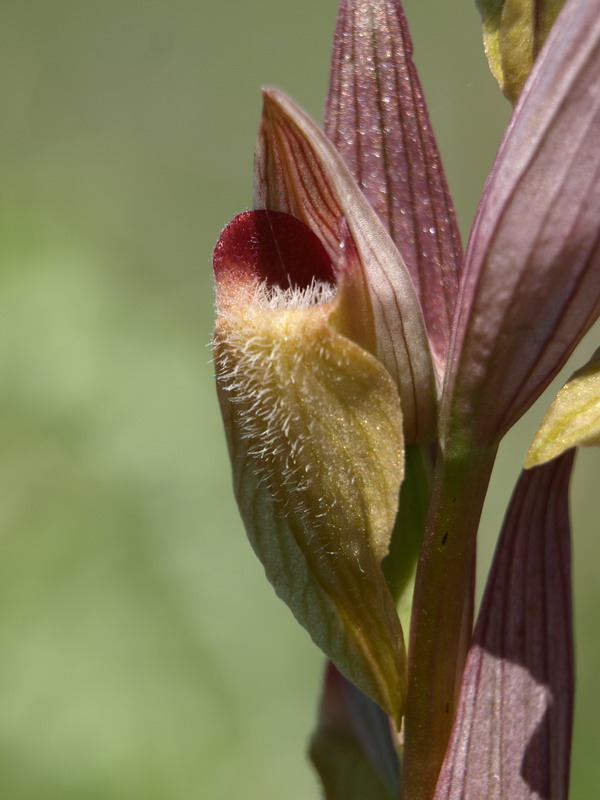 Serapias vomeracea ocra